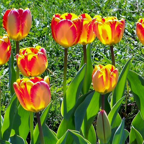 Tulip Bulbs - Banja Luka